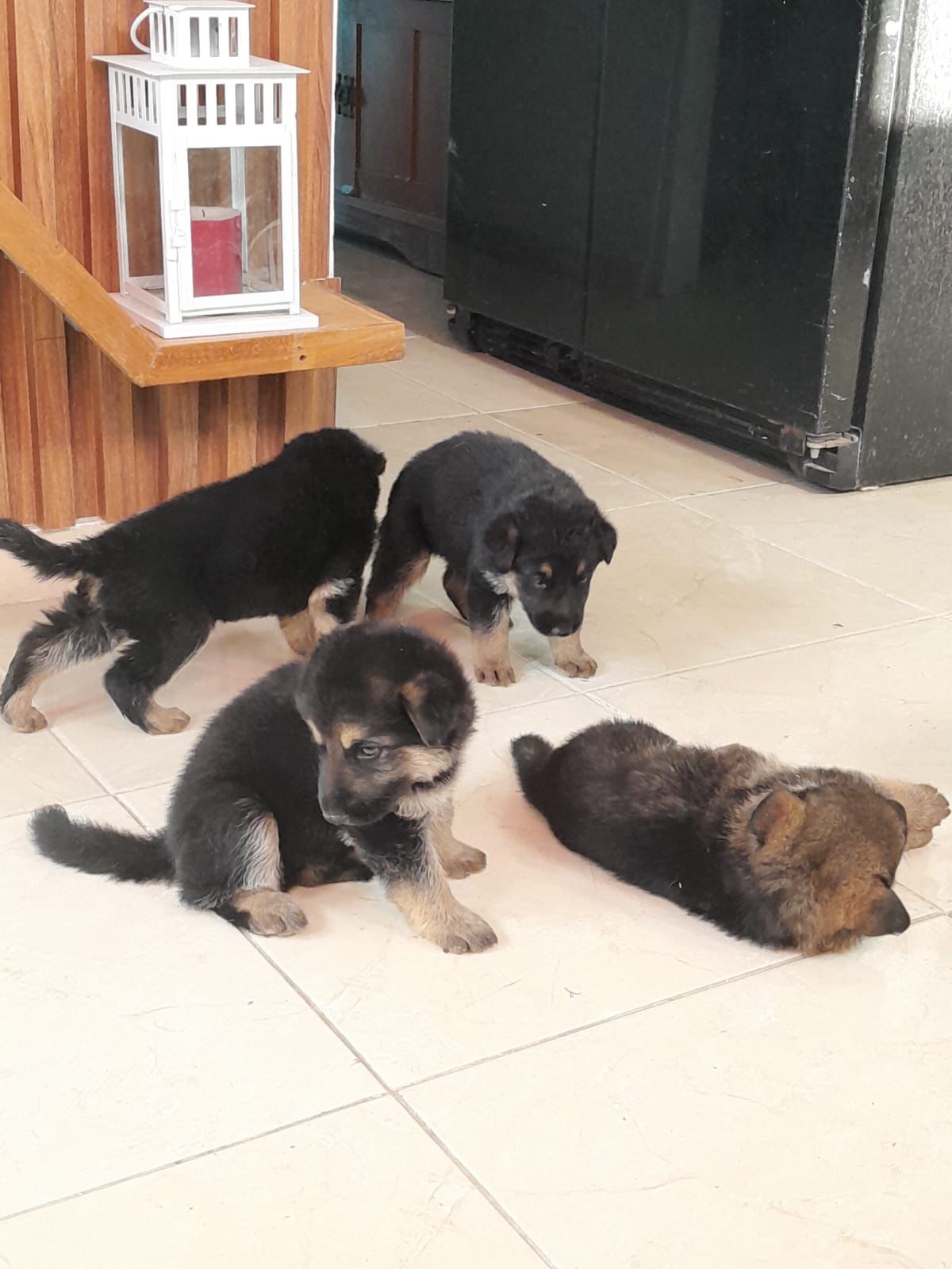 OFERTA CACHORRO PASTOR ALEMAN AMBOS SEXO EN SANTO DOMINGO Y VACUNADO Foto 7277390-1.jpg