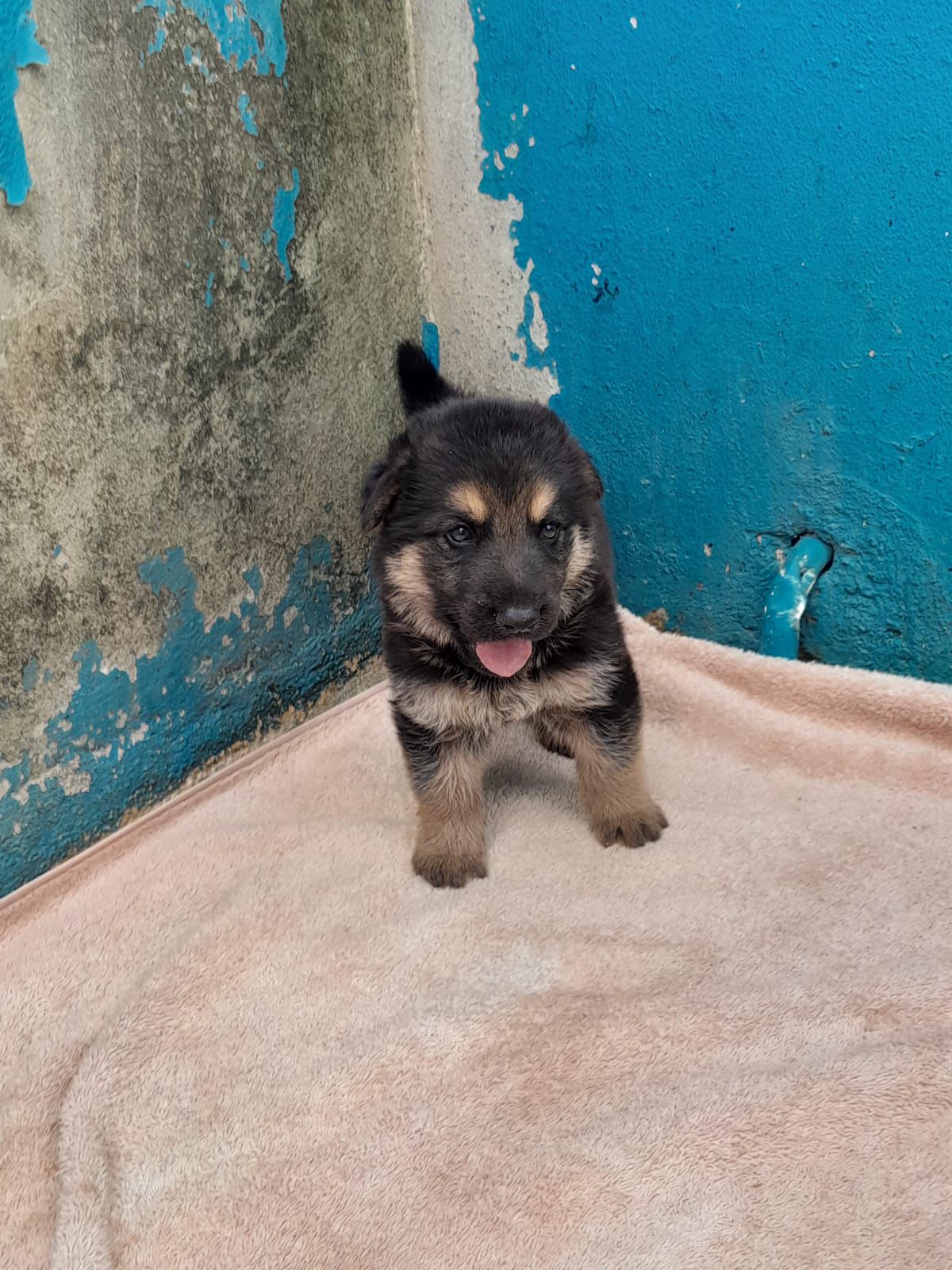 OFERTA CACHORRO PASTOR ALEMAN AMBOS SEXO EN SANTO DOMINGO Y VACUNADO Foto 7277390-2.jpg