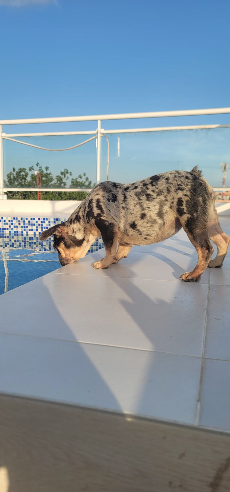 OFERTA CACHORRO BULLDOG FRANCES HEMBRA EN SANTO DOMINGO Y VACUNADO Foto 7277391-2.jpg
