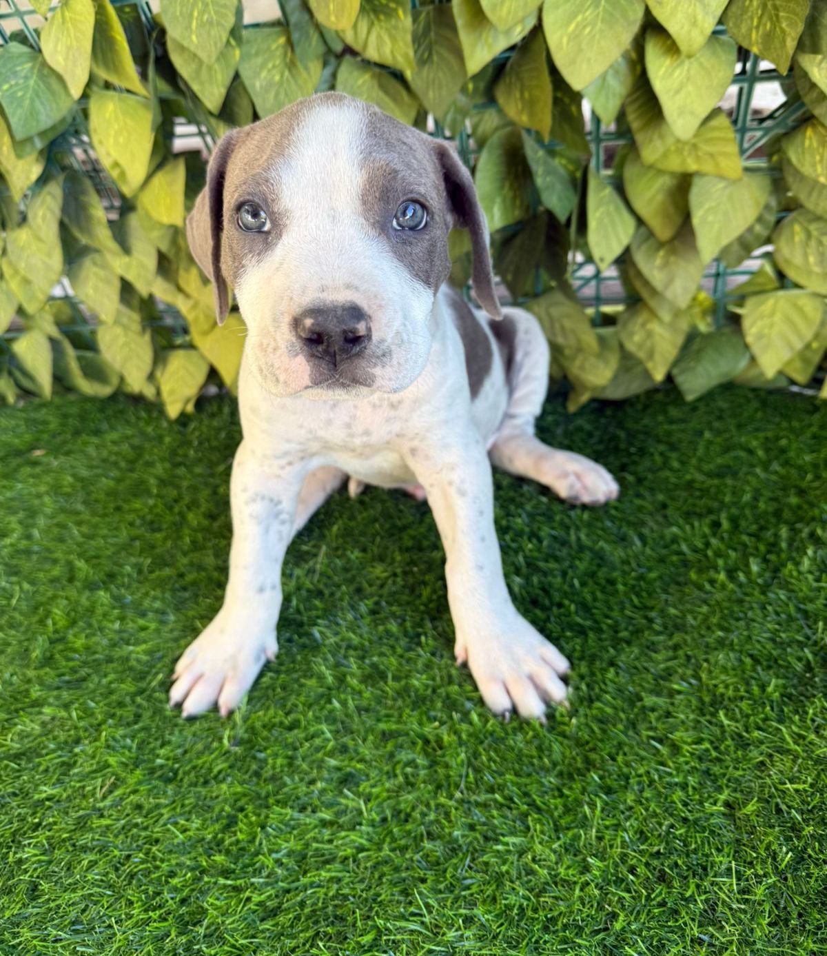 OFERTA CACHORRO PITBULL AMBOS SEXO EN SANTO DOMINGO Y VACUNA Foto 7277392-2.jpg