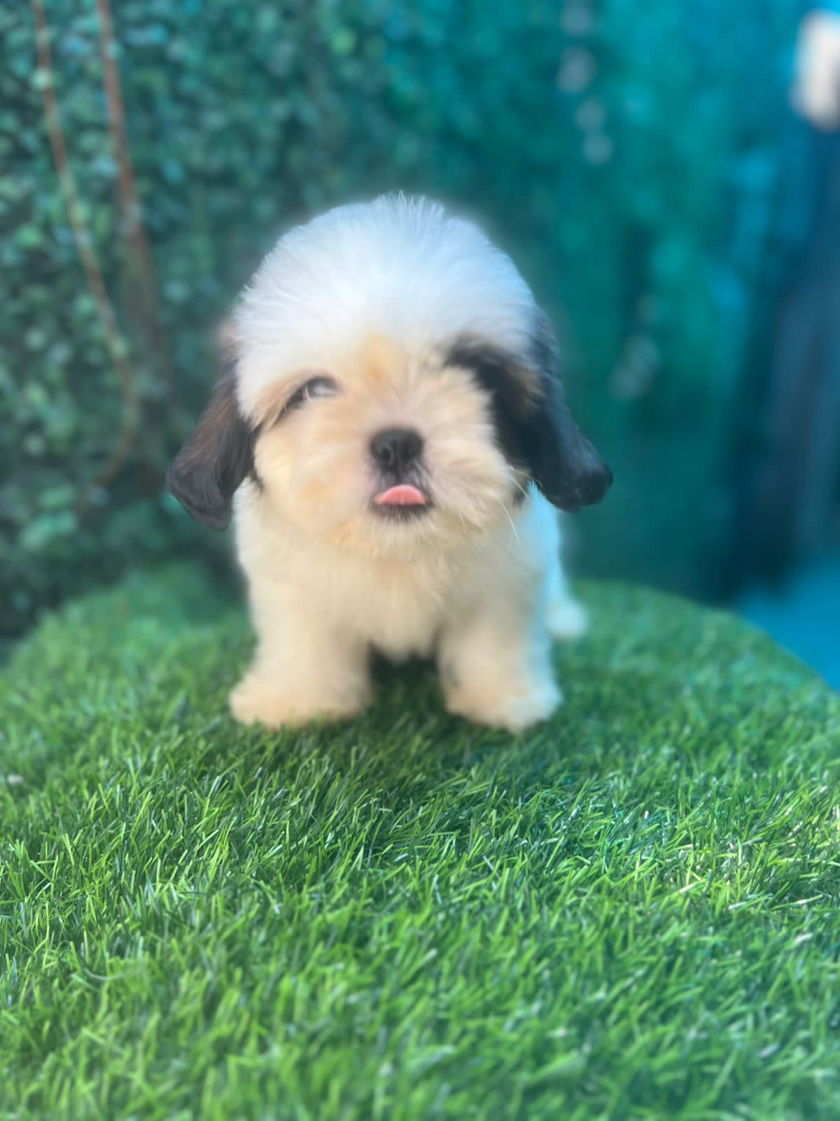 OFERTA CACHORRO SHIH TZU HEMBRA EN SANTO DOMINGO Y VACUNADA Foto 7277394-1.jpg
