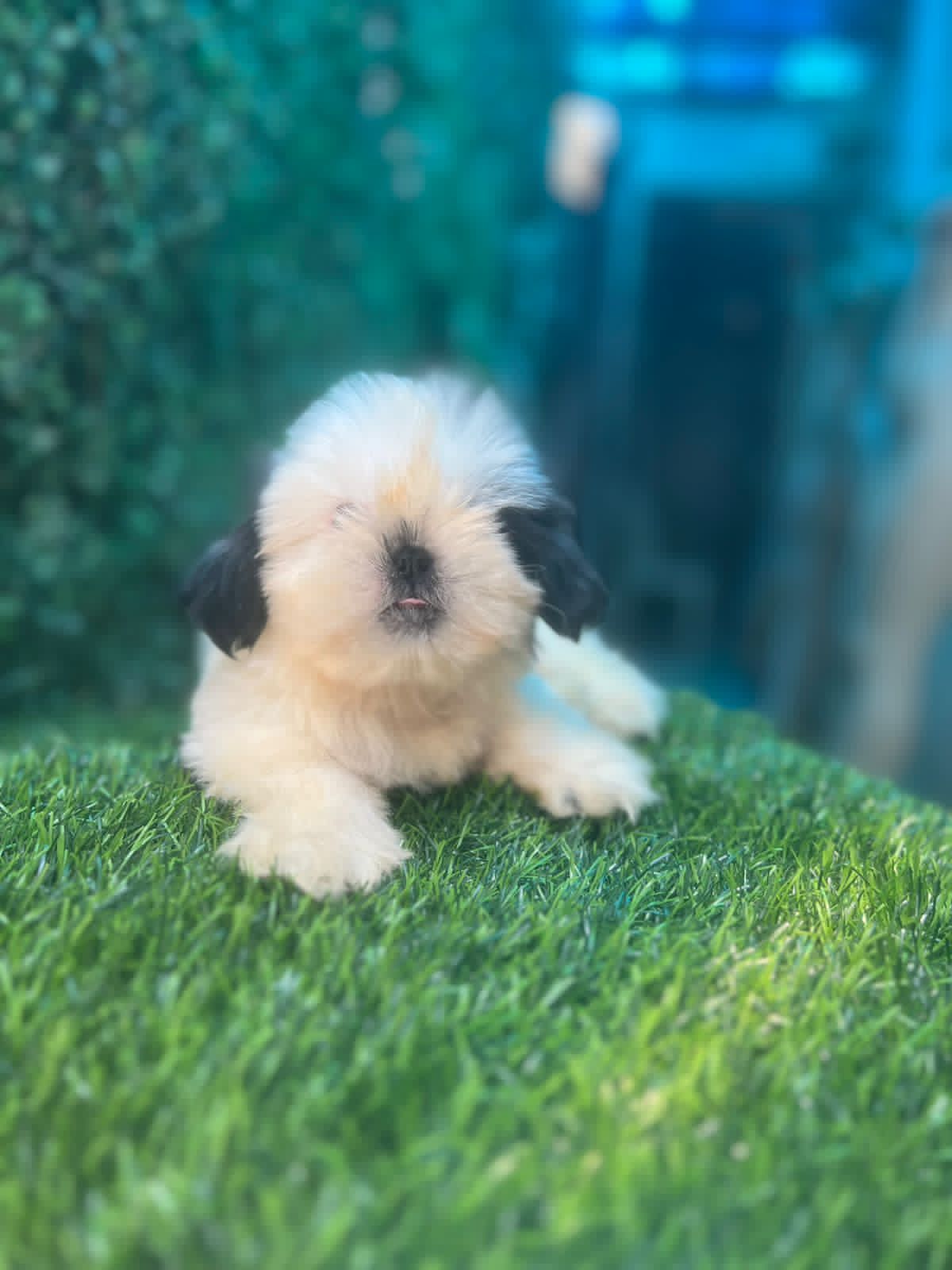 OFERTA CACHORRO SHIH TZU HEMBRA EN SANTO DOMINGO Y VACUNADA Foto 7277394-2.jpg