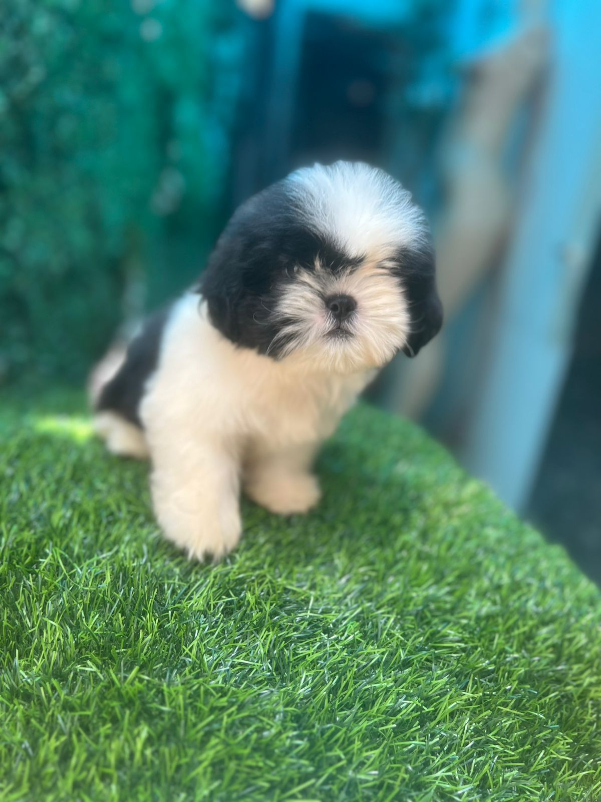 OFERTA CACHORRO SHIH TZU HEMBRA EN SANTO DOMINGO Y VACUNADA Foto 7277394-3.jpg