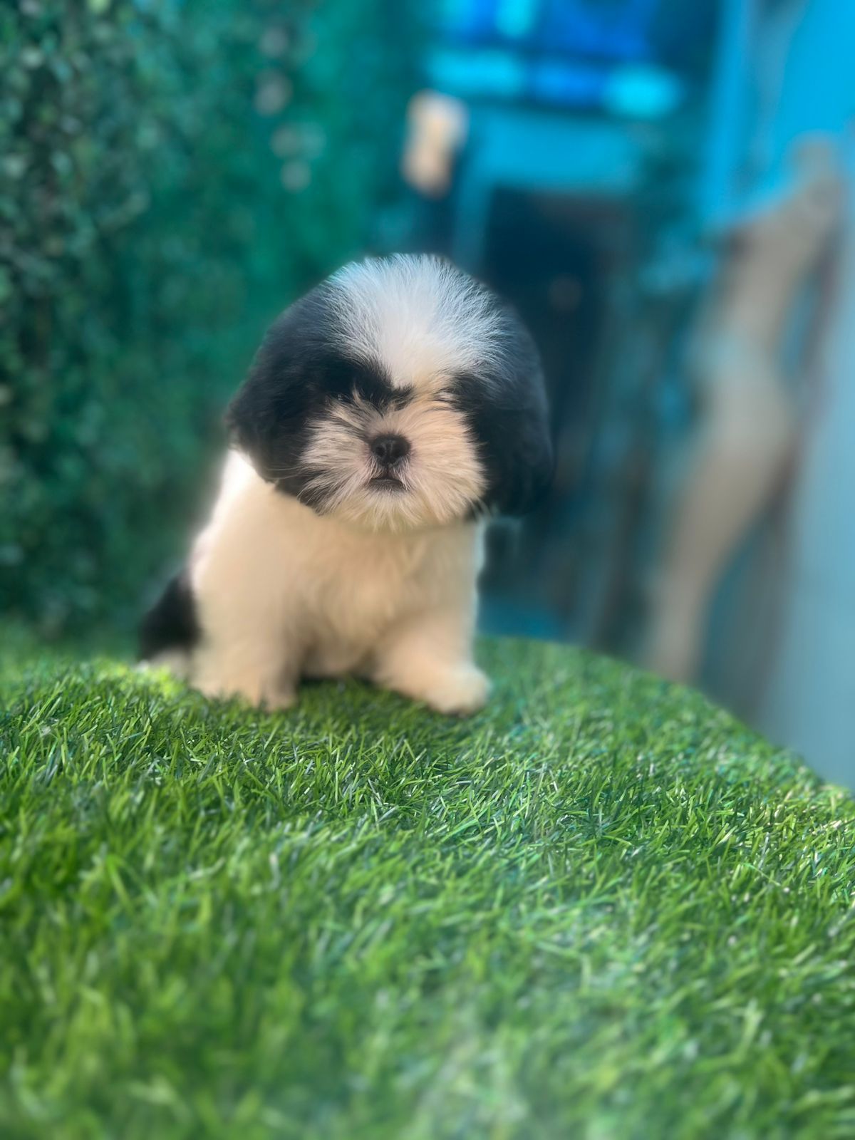 OFERTA CACHORRO SHIH TZU HEMBRA EN SANTO DOMINGO Y VACUNADA Foto 7277394-4.jpg