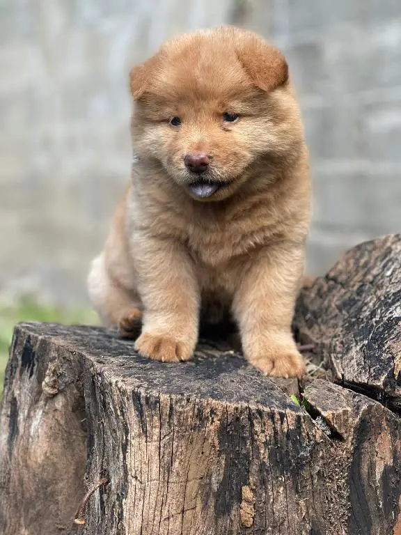 OFERTA CACHORRO CHOW CHOW AMBOS SEXO EN SANTO DOMINGO CON SU VACUNA Foto 7277395-1.jpg