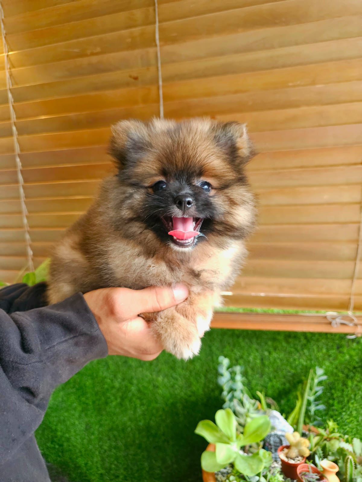 OFERTA CACHORRO POMERANIA MACHO EN SANTO DOMINGO CON SU VACUNAS AL DIA Foto 7277398-2.jpg
