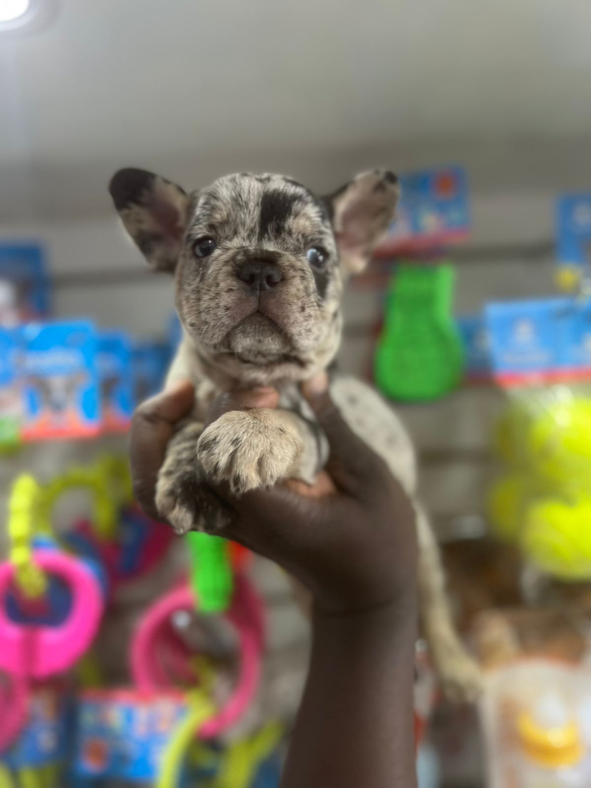OFERTA CACHORRO BULLDOG FRANCES MACHO EN SANTO DOMINGO Y VACUNA AL DIA Foto 7277399-1.jpg