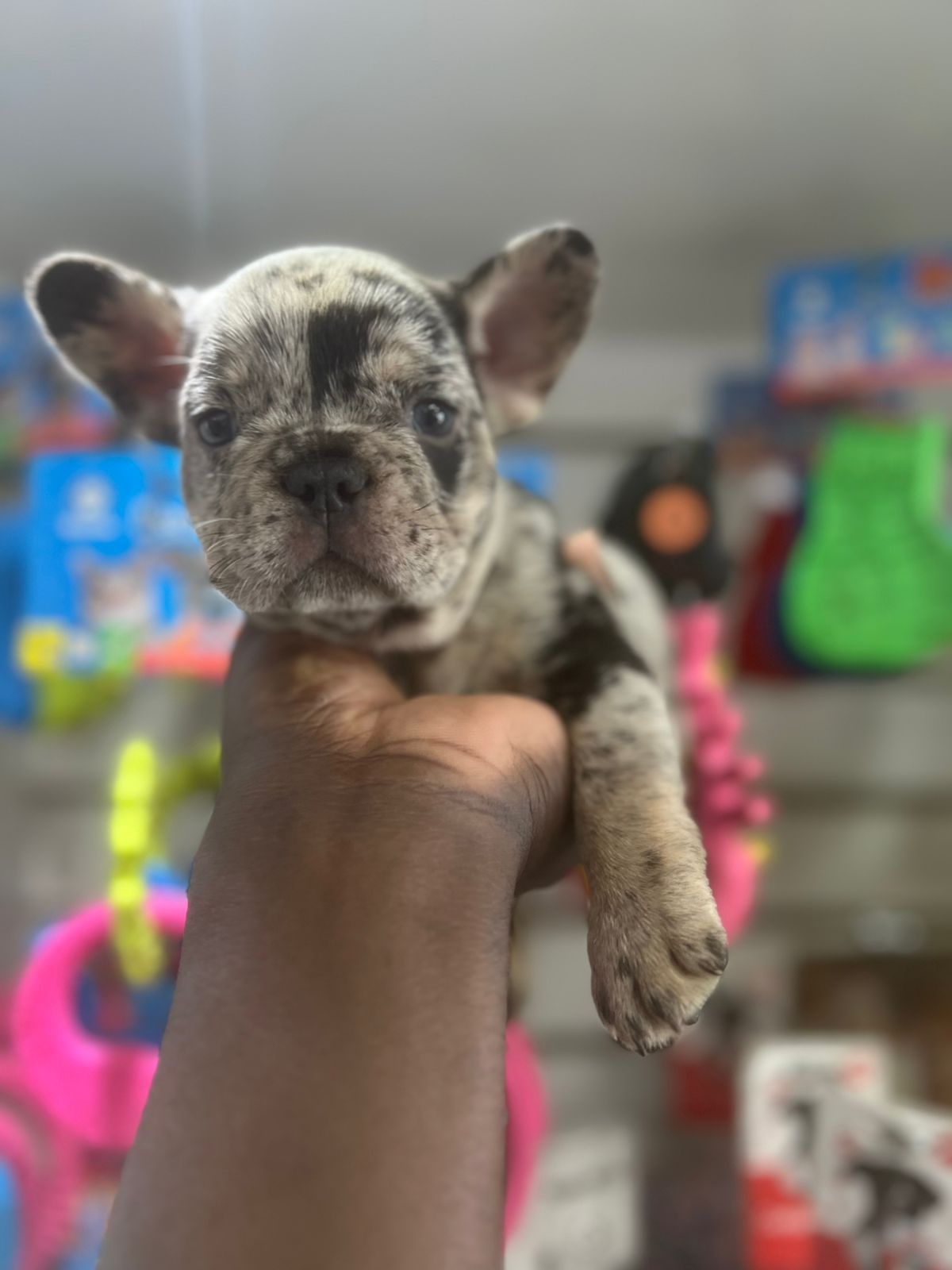 OFERTA CACHORRO BULLDOG FRANCES MACHO EN SANTO DOMINGO Y VACUNA AL DIA Foto 7277399-2.jpg