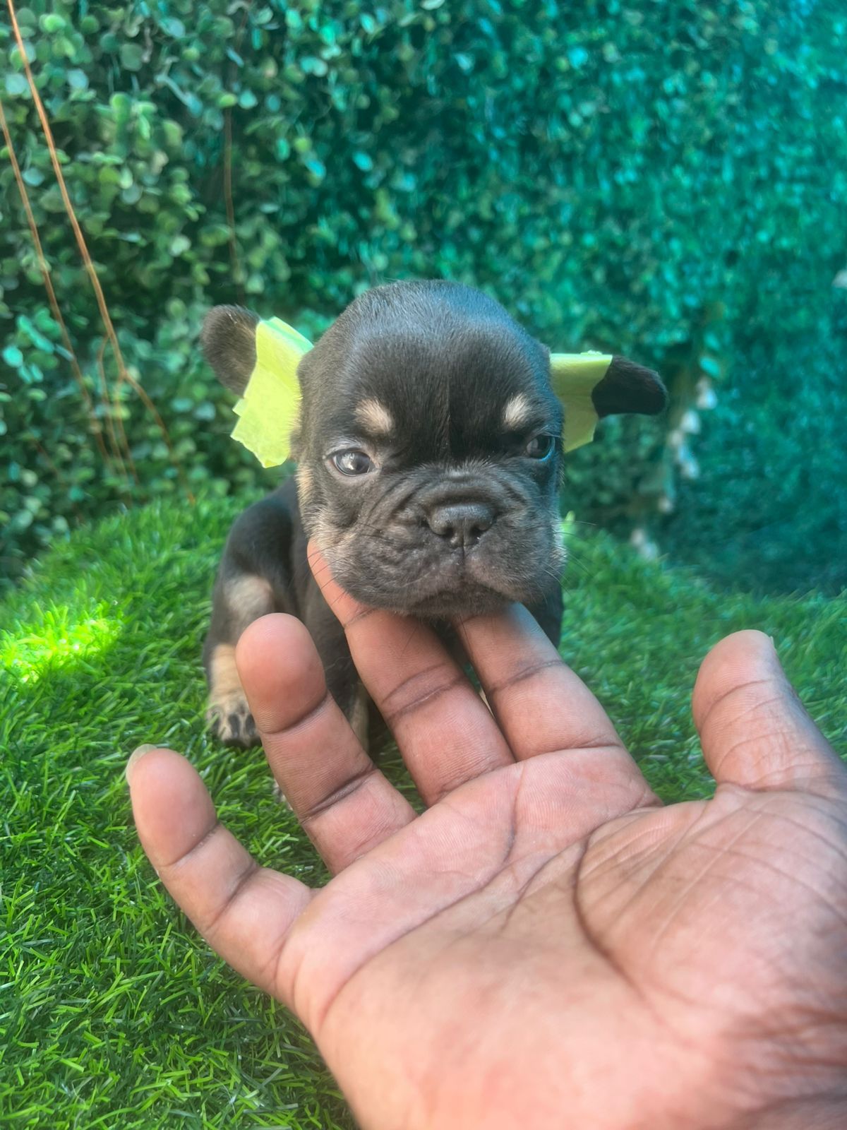 OFERTA CACHORRO BULLDOG FRANCES MACHO EN SANTO DOMINGO Y VACUNA AL DIA Foto 7277399-3.jpg