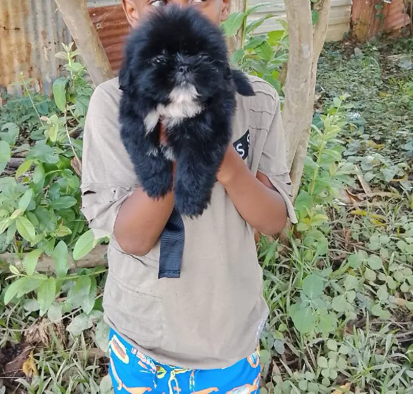 OFERTA CACHORRO SHIH TZU MACHO EN SNATO DOMINGO Y VACUNA AL DIA  Foto 7277400-1.jpg
