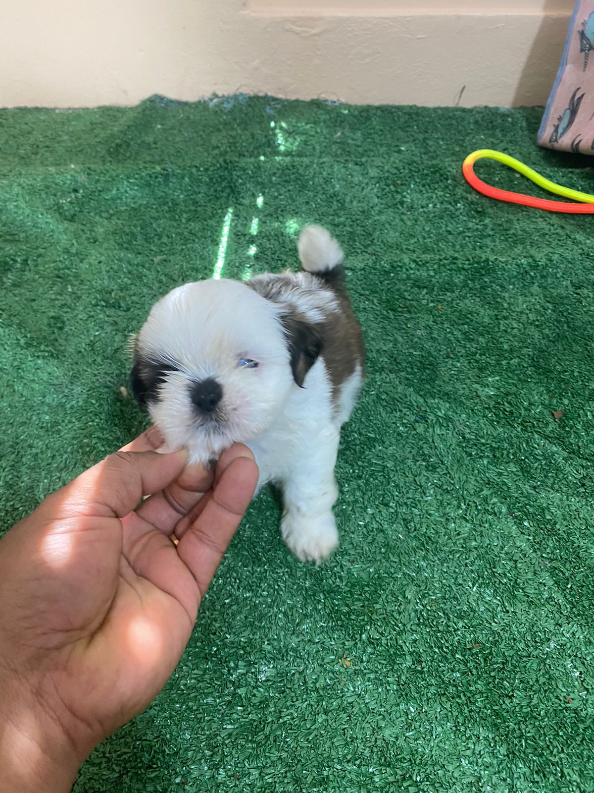OFERTA CACHORRO SHIH TZU MACHO EN SNATO DOMINGO Y VACUNA AL DIA  Foto 7277400-2.jpg