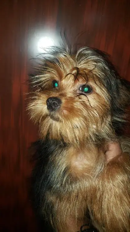 OFERTA CACHORRO YORKIE MACHO EN SANTO DOMINGO Y VACUNADO Foto 7277401-1.jpg