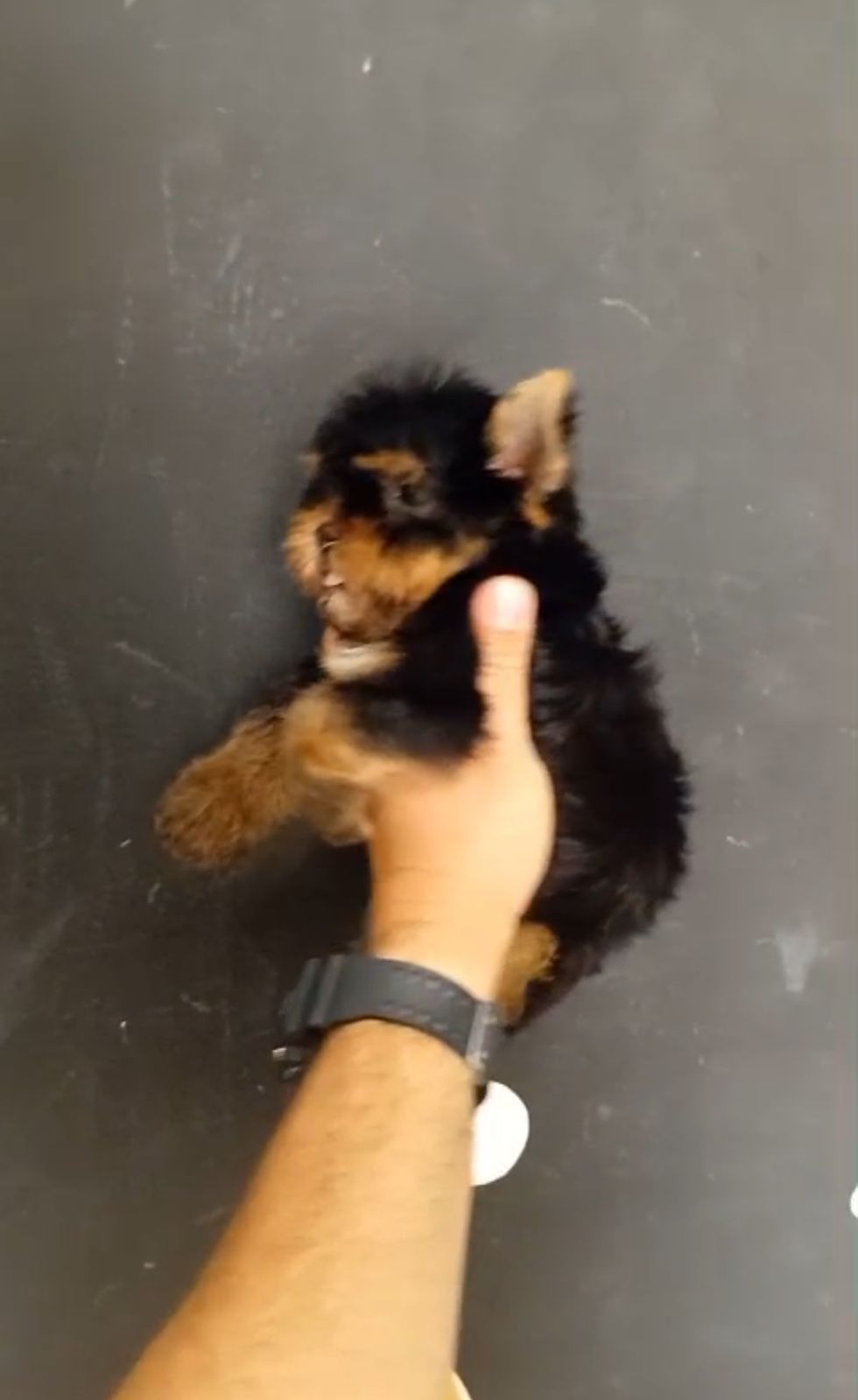 OFERTA CACHORRO YORKIE AMBOS SEXO EN SANTO DOMINGO Y VACUNADOS Foto 7277402-2.jpg