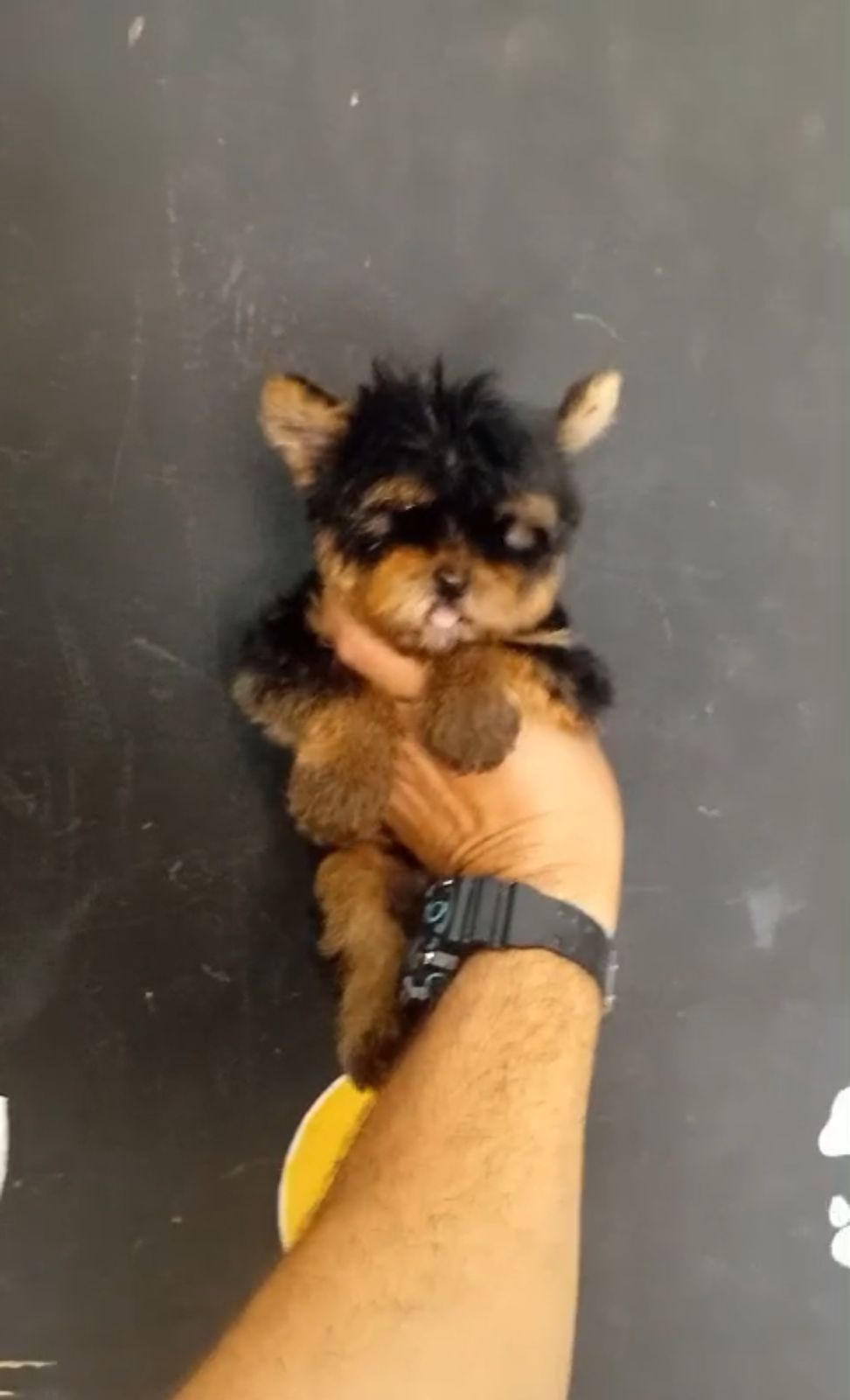 OFERTA CACHORRO YORKIE AMBOS SEXO EN SANTO DOMINGO Y VACUNADOS Foto 7277402-3.jpg