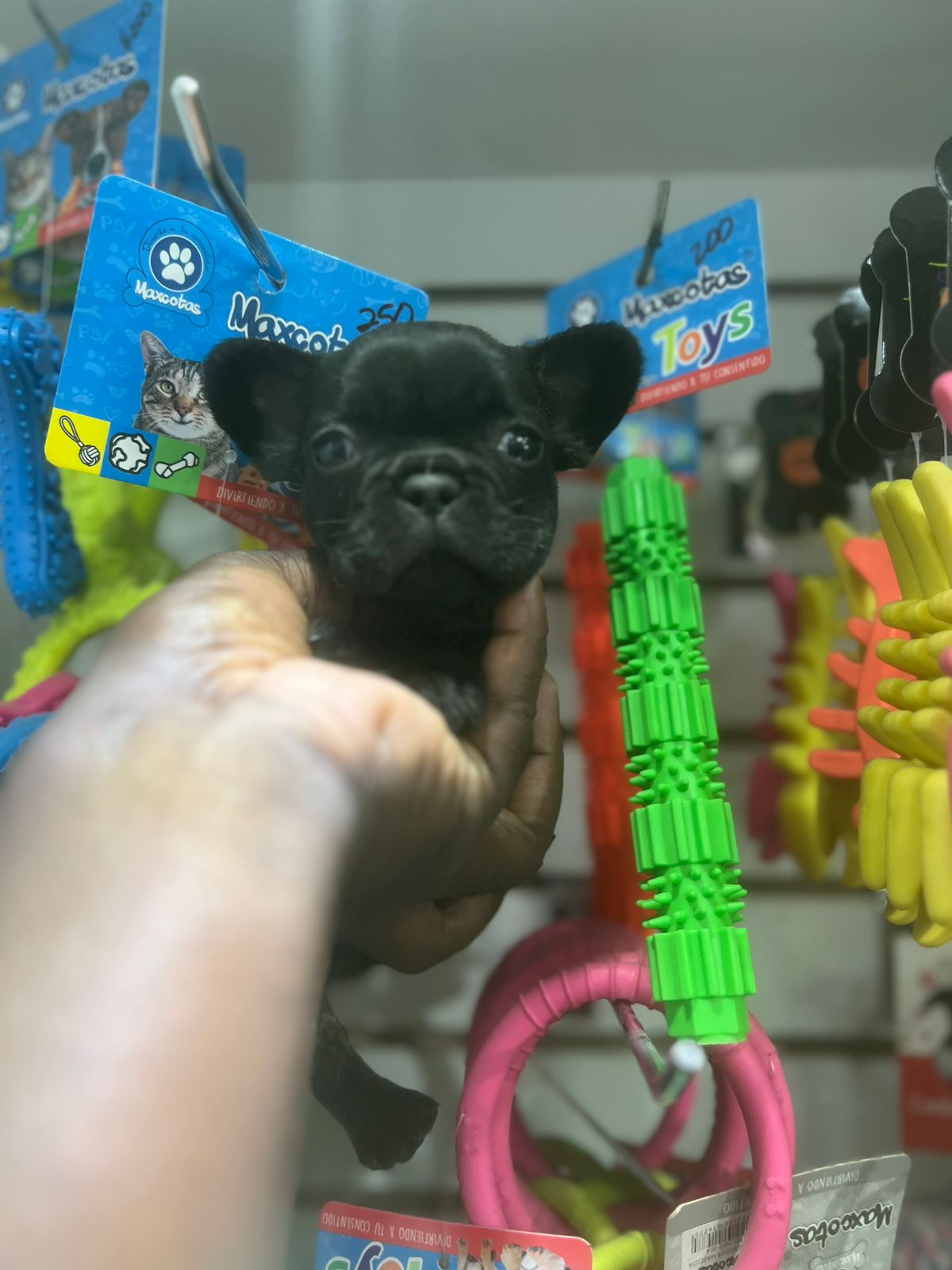 OFERTA CACHORRO BULLDOG FRANCES MACHO EN SANTO DOMINGO Y VACUNA AL DIA Foto 7277405-2.jpg