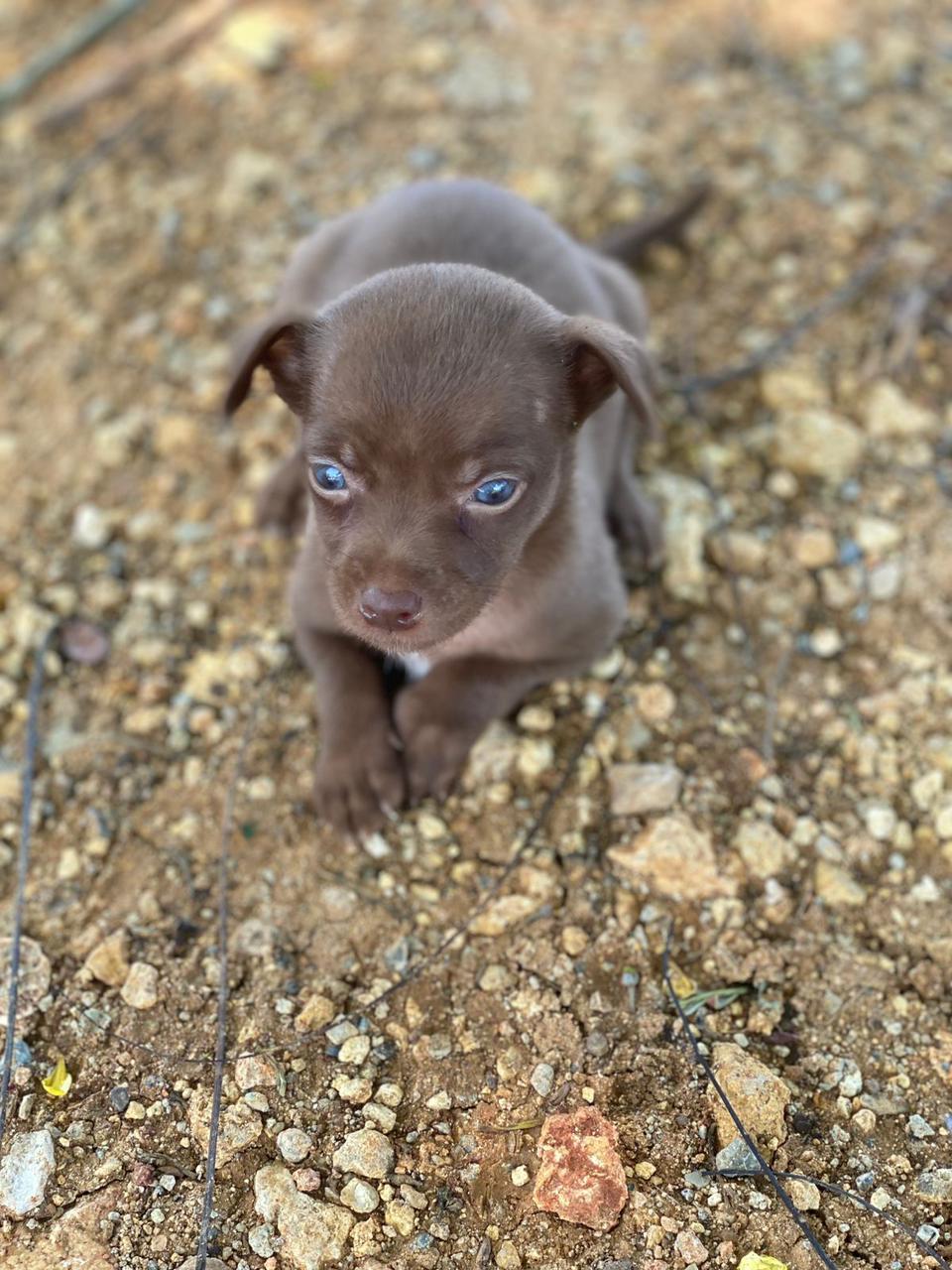 OFERTA CACHORRO CHIHUAHUA AMBOS SEXO EN SANTO DOMINGO CON SU VACUNA AL Foto 7277406-1.jpg