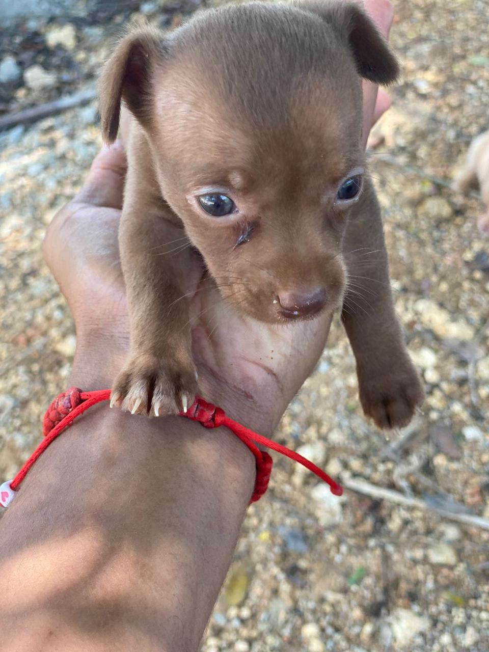 OFERTA CACHORRO CHIHUAHUA AMBOS SEXO EN SANTO DOMINGO CON SU VACUNA AL Foto 7277406-2.jpg