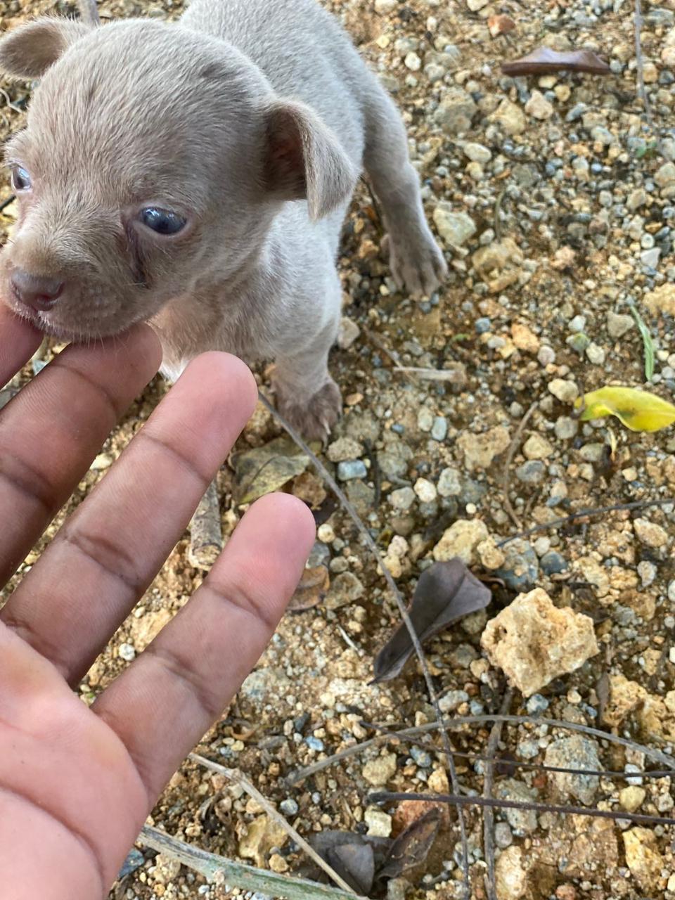 OFERTA CACHORRO CHIHUAHUA AMBOS SEXO EN SANTO DOMINGO CON SU VACUNA AL Foto 7277406-3.jpg