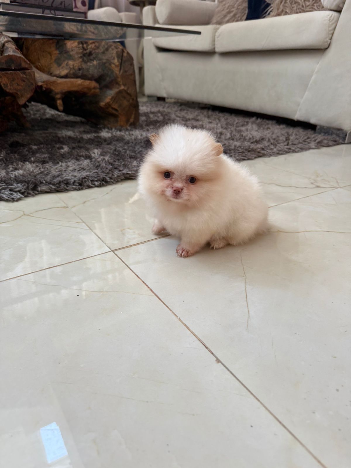 Pomerania Calidad Cara de Oso Hembra  Foto 7277432-2.jpg