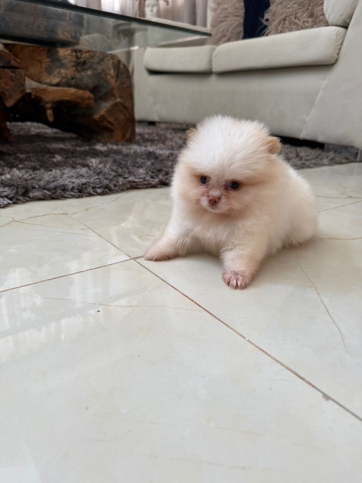 Pomerania Calidad Cara de Oso Hembra  Foto 7277432-3.jpg