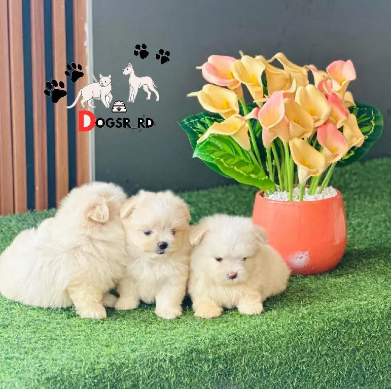Maltipoo Ambos Sexos  Foto 7277433-1.jpg