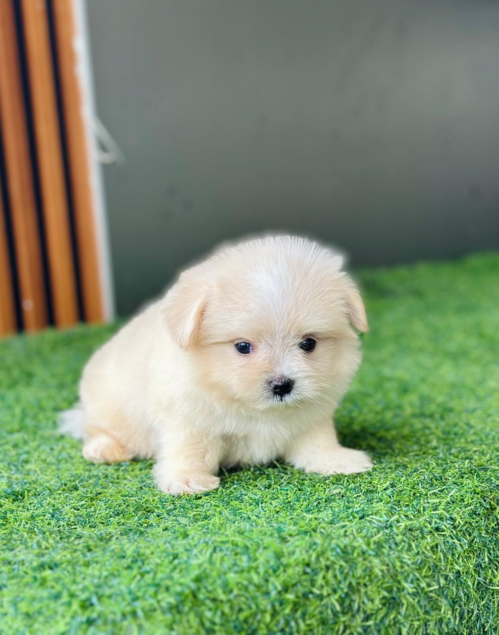 Maltipoo Ambos Sexos  Foto 7277433-2.jpg