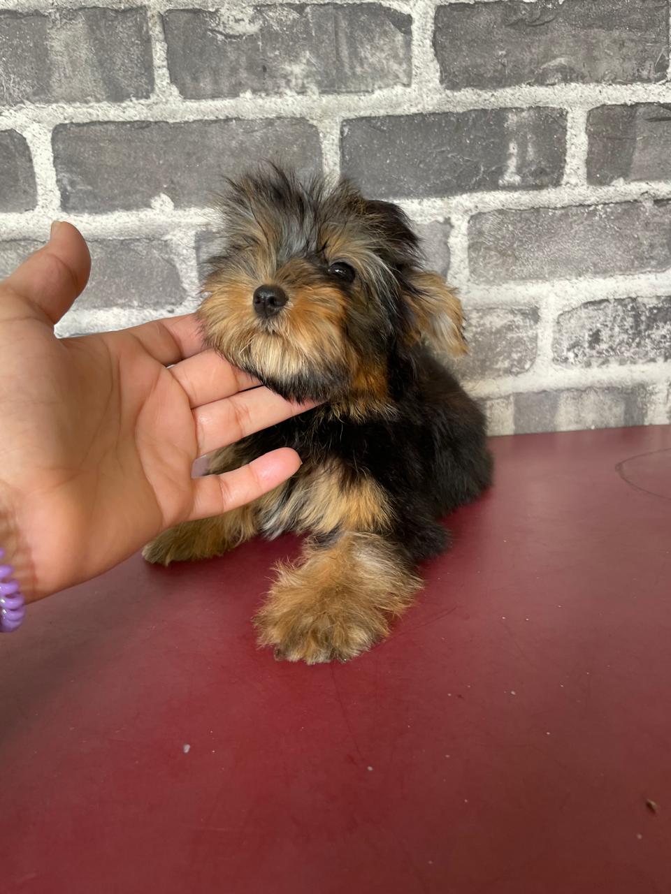 OFERTA CACHORRO YORKIE HEMBRA EN SANTO DOMINGO Y VACUNADA Foto 7278198-1.jpg