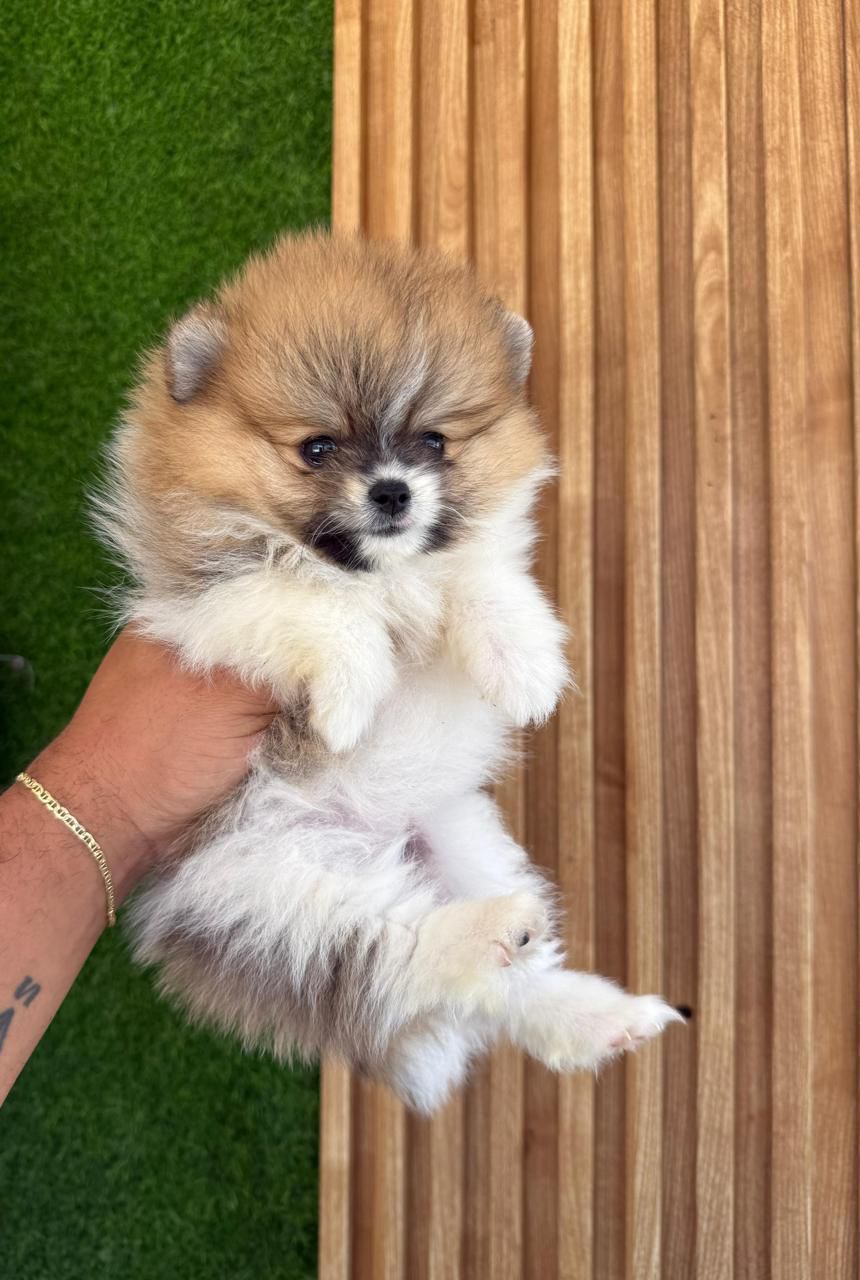 OFERTA CACHORRO POMERANIA MACHO EN SANTO DOMINGO CON SU VACUNAS AL DIA Foto 7278219-1.jpg