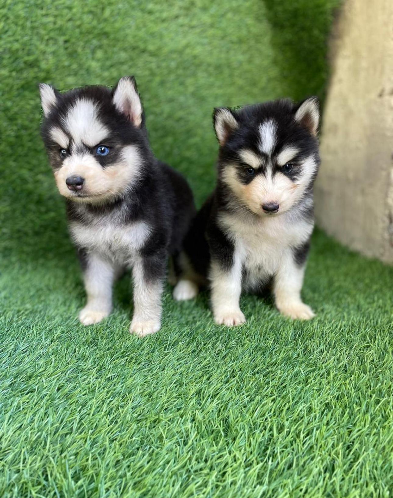 Husky Siberiano Ambos Sexos  Foto 7278231-2.jpg