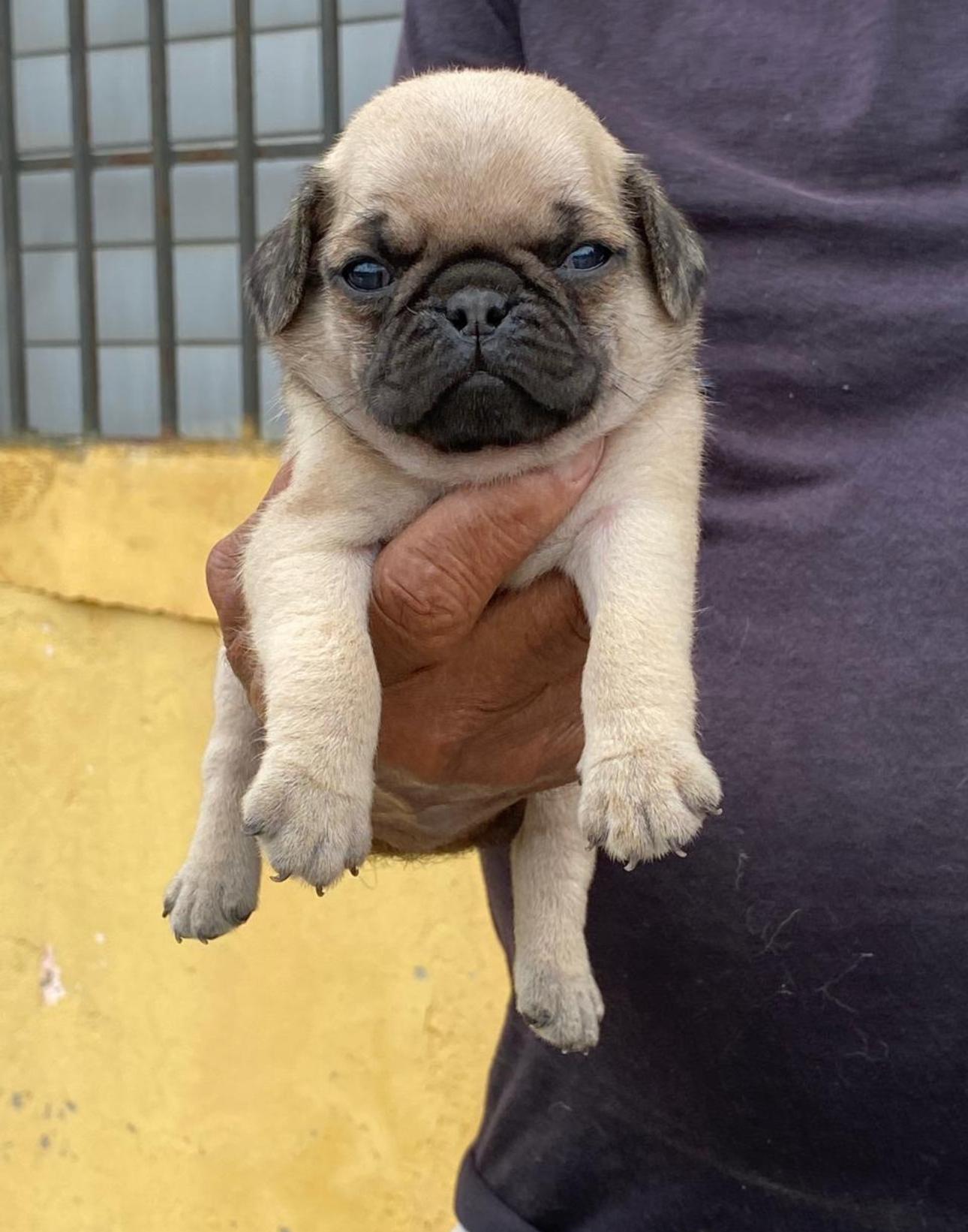 PUG Ambos Sexos  Foto 7278233-5.jpg