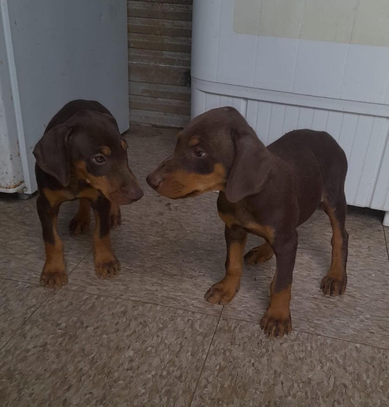 OFERTA CACHORRO DOBERMAN AMBOS SEXO EN SANTO DOMINGO VACUNADOS Foto 7278353-1.jpg