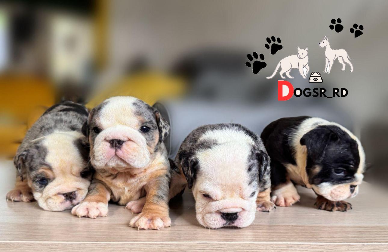Bulldog Inglés Ambos Sexos  Foto 7278494-1.jpg