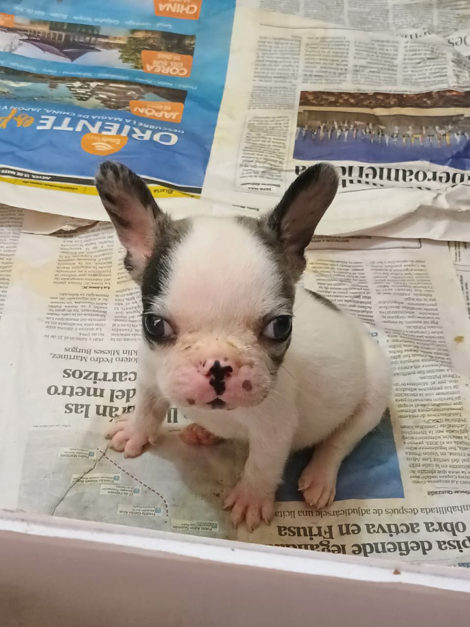 OFERTA CACHORRO BULLDOG FRANCES MACHO EN SANTO DOMINGO Y VACUNA AL DIA Foto 7278538-2.jpg