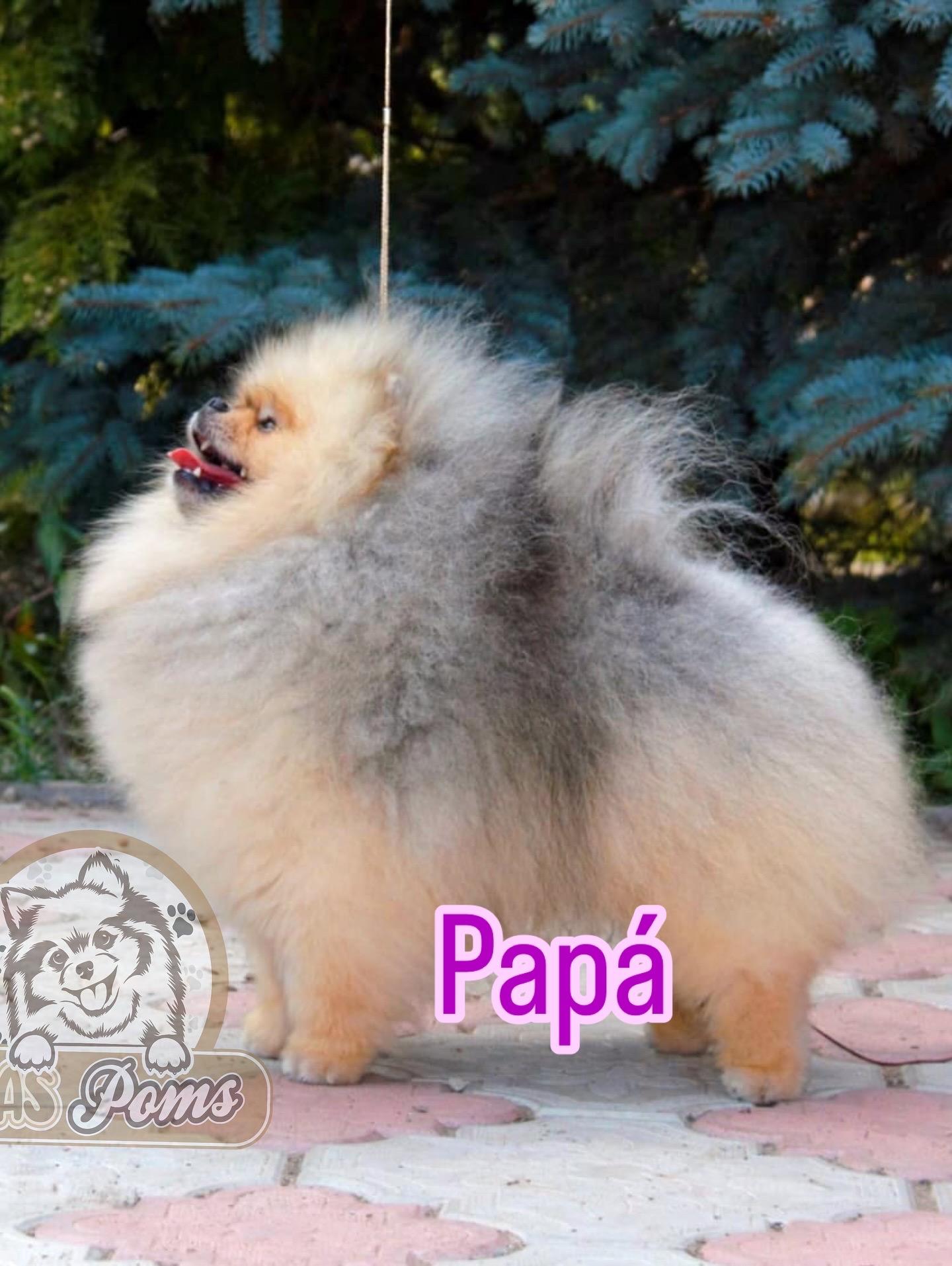Pomerania hembra cara de oso Foto 7278814-3.jpg