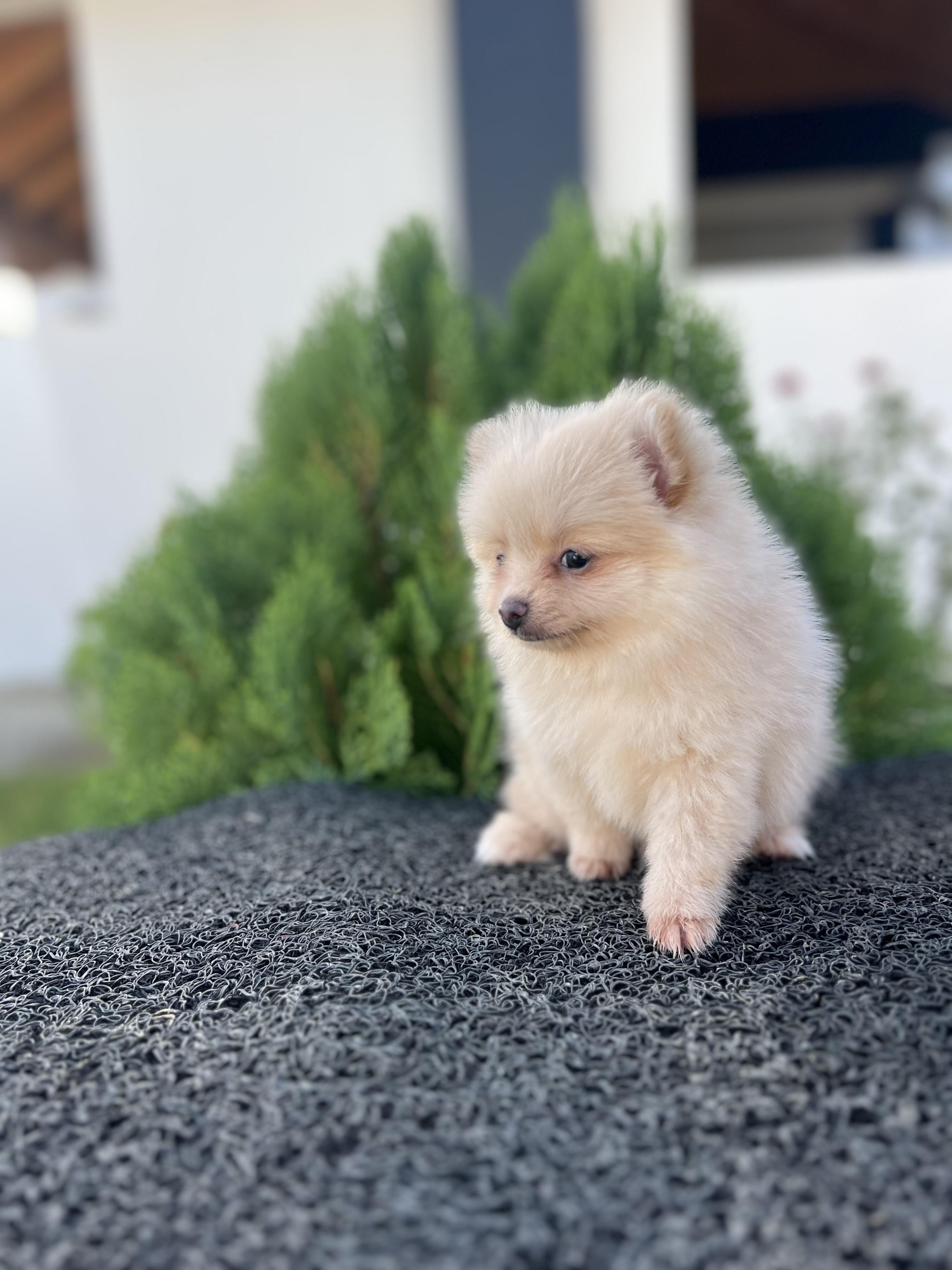Pomerania hembra cara de oso Foto 7278814-4.jpg