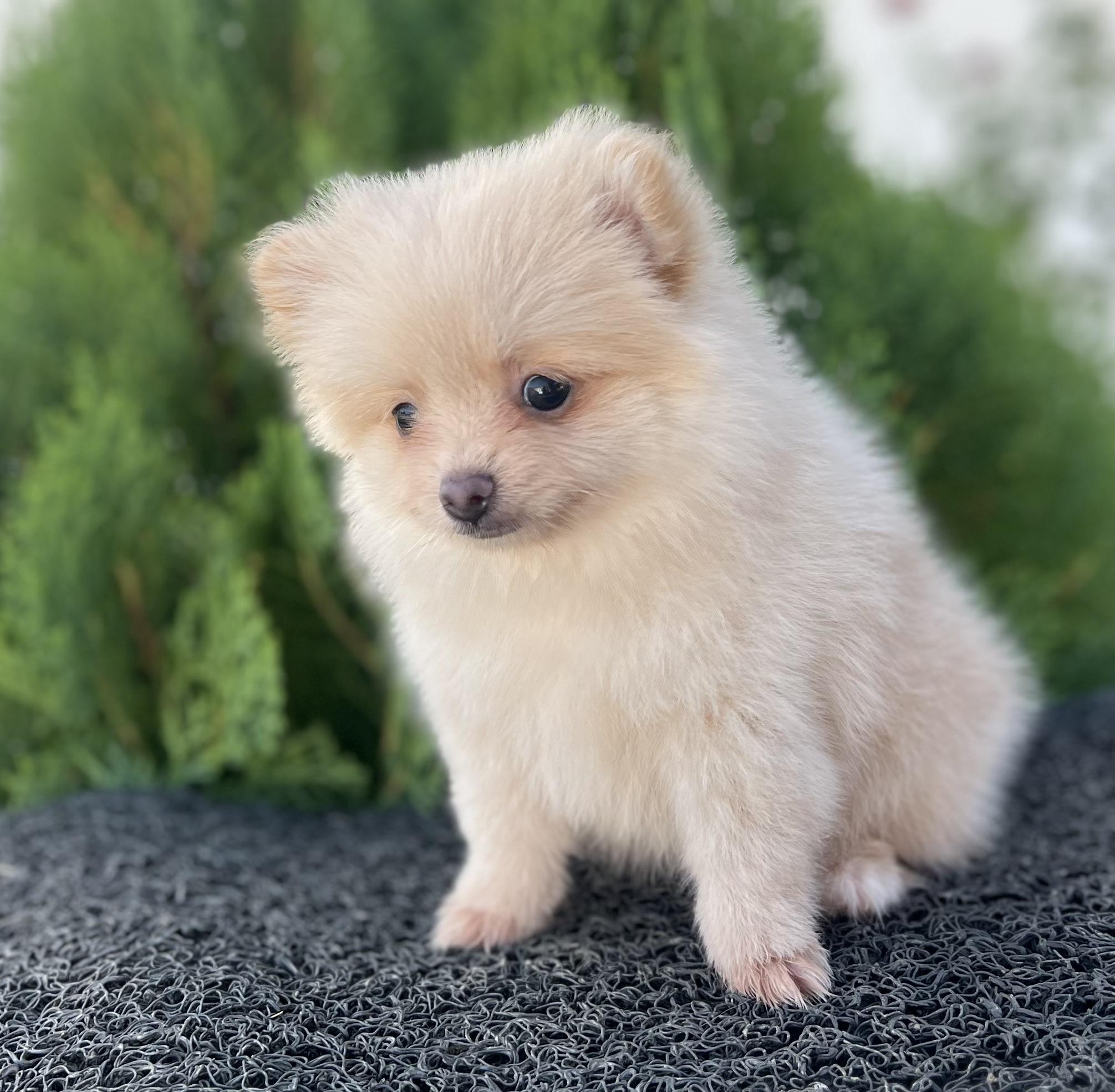 Pomerania hembra cara de oso Foto 7278814-5.jpg