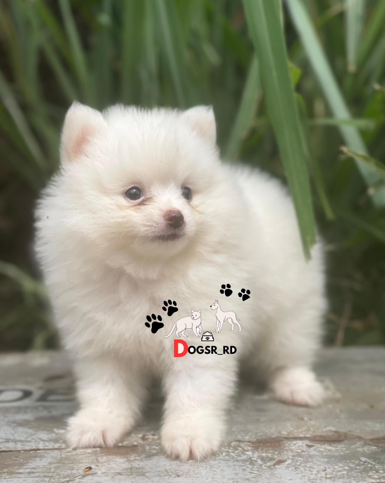 Pomerania Macho  Foto 7279196-1.jpg