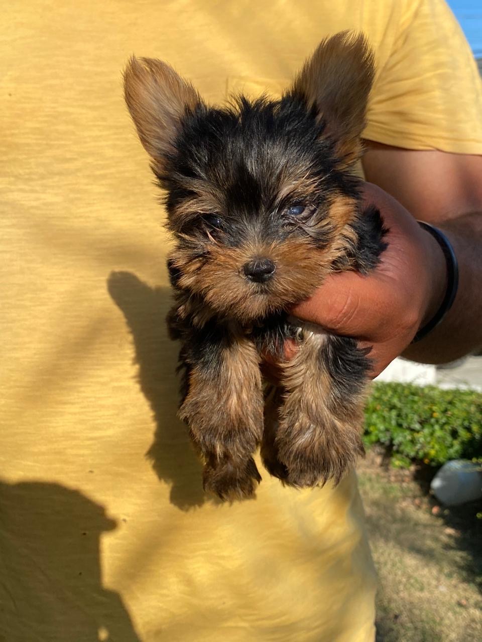 Yorkie Ambos Sexos  Foto 7279197-2.jpg