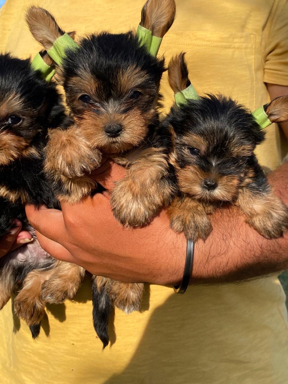 Yorkie Ambos Sexos  Foto 7279197-3.jpg