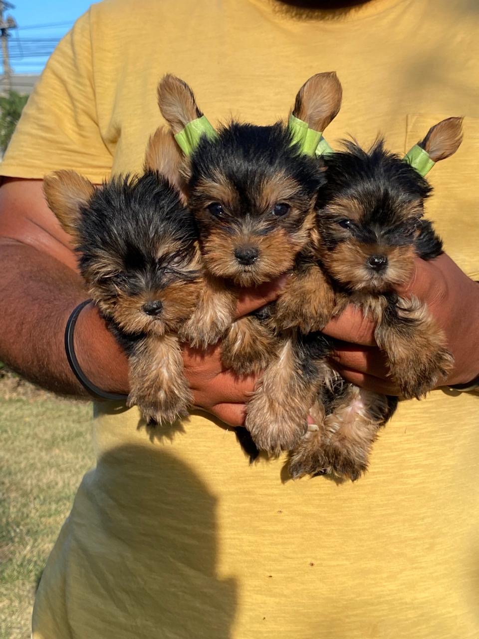 Yorkie Ambos Sexos  Foto 7279197-4.jpg