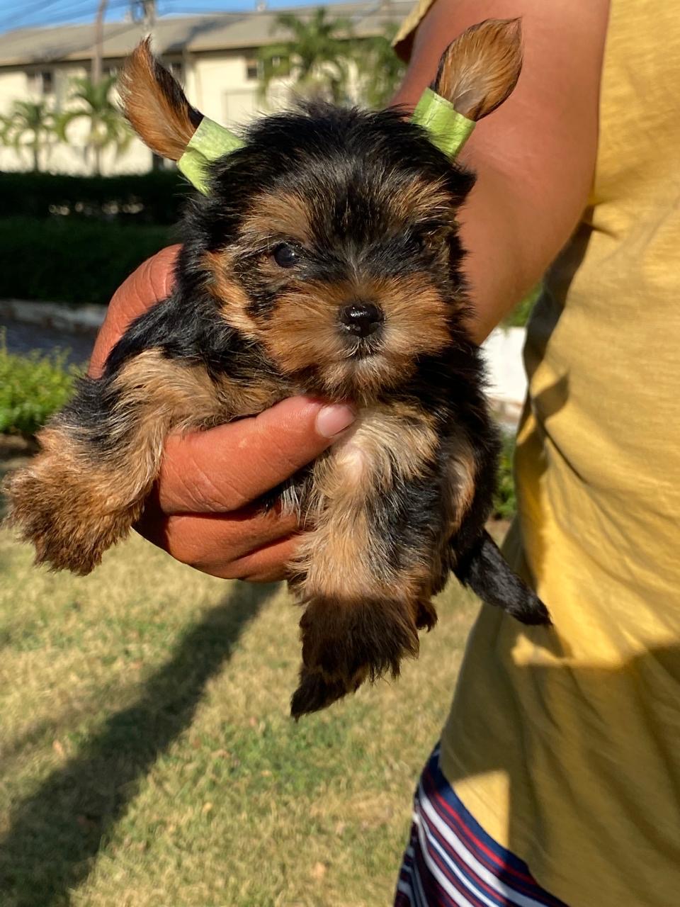 Yorkie Ambos Sexos  Foto 7279197-5.jpg