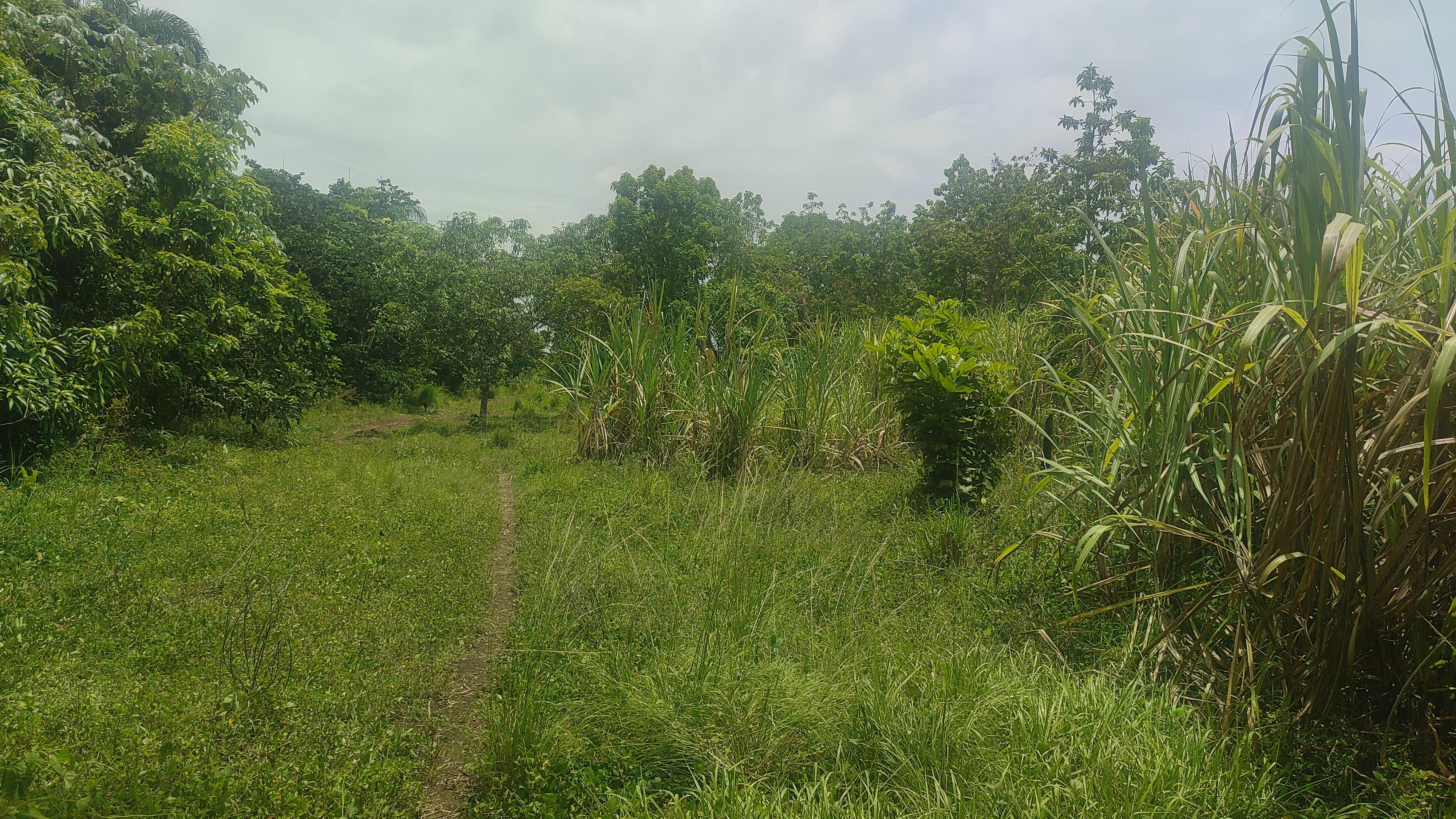 Finca de 350 tareas con 100 tareas sembradas de cañas en Los Llanos Foto 7279337-3.jpg