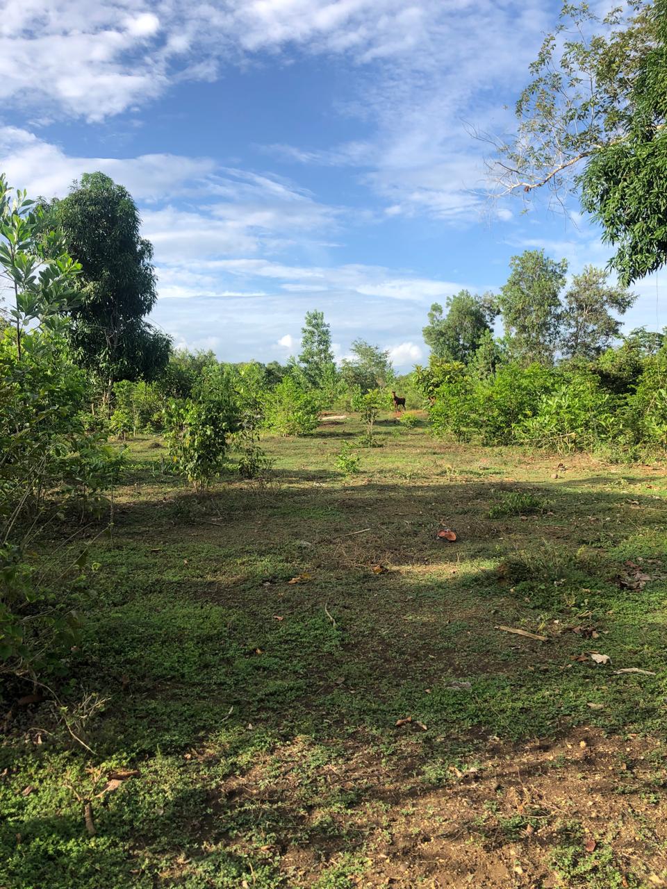 Finca de 50 tareas con vocación agrícola y ideal para casa campestre e Foto 7279421-2.jpg