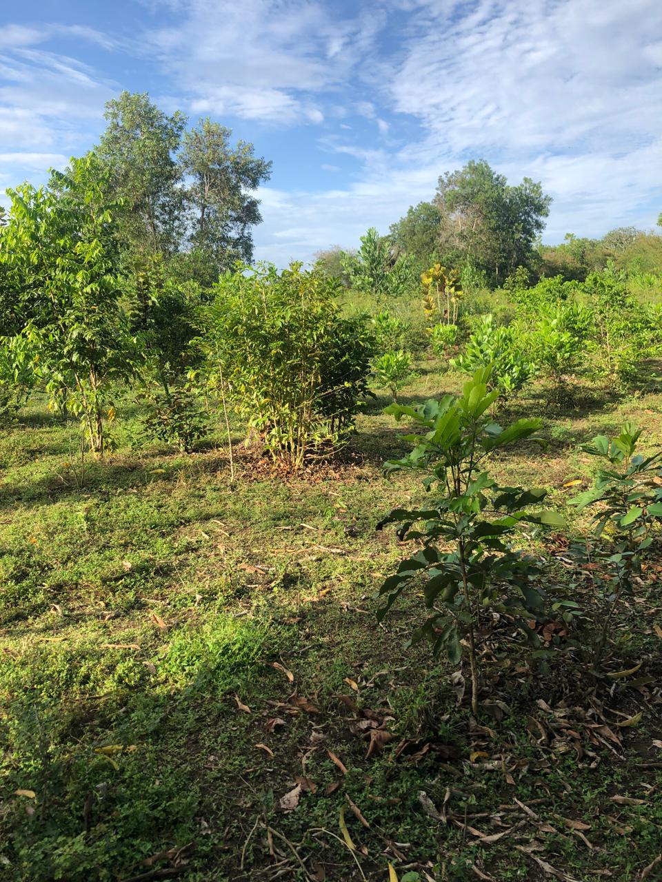 Finca de 50 tareas con vocación agrícola y ideal para casa campestre e Foto 7279421-5.jpg
