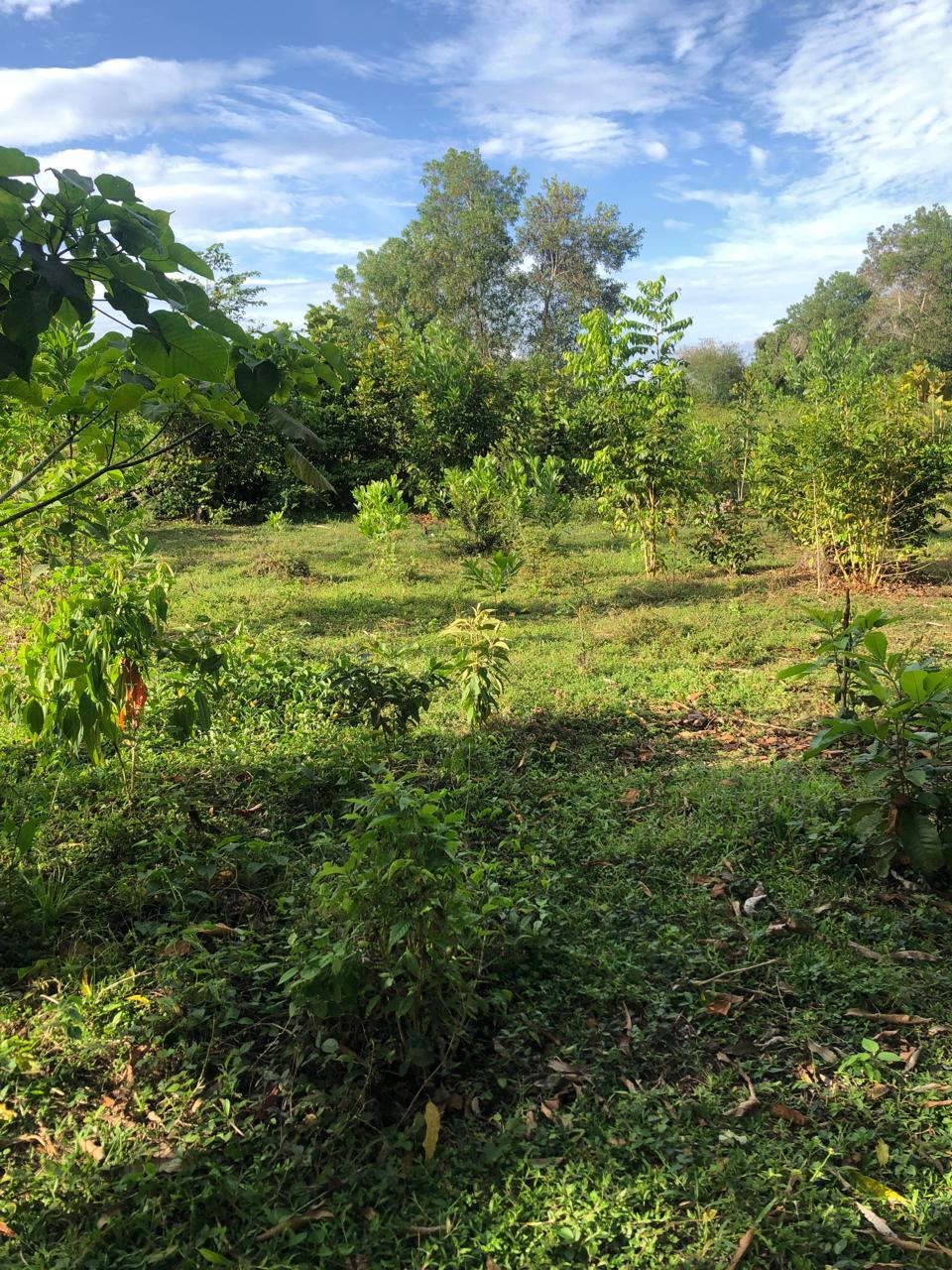 Finca de 50 tareas con vocación agrícola y ideal para casa campestre e Foto 7279421-6.jpg
