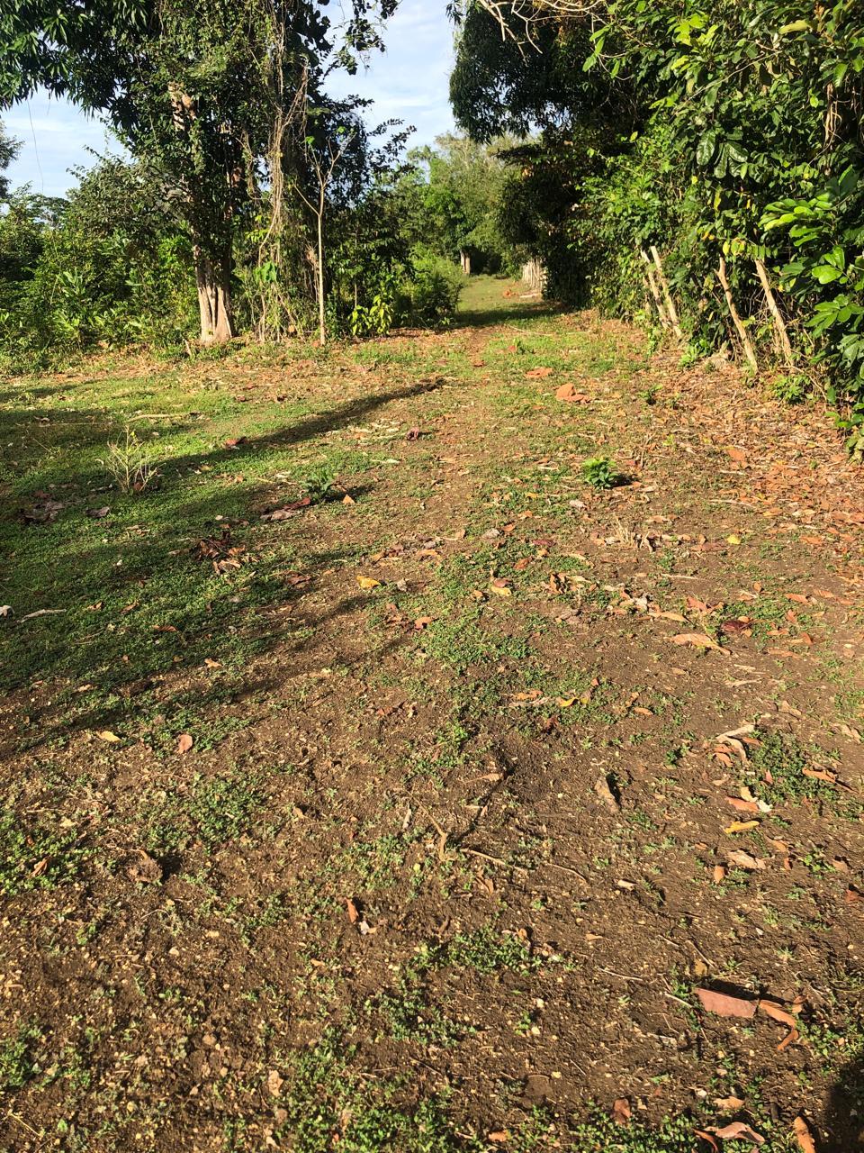 Finca de 50 tareas con vocación agrícola y ideal para casa campestre e Foto 7279421-7.jpg