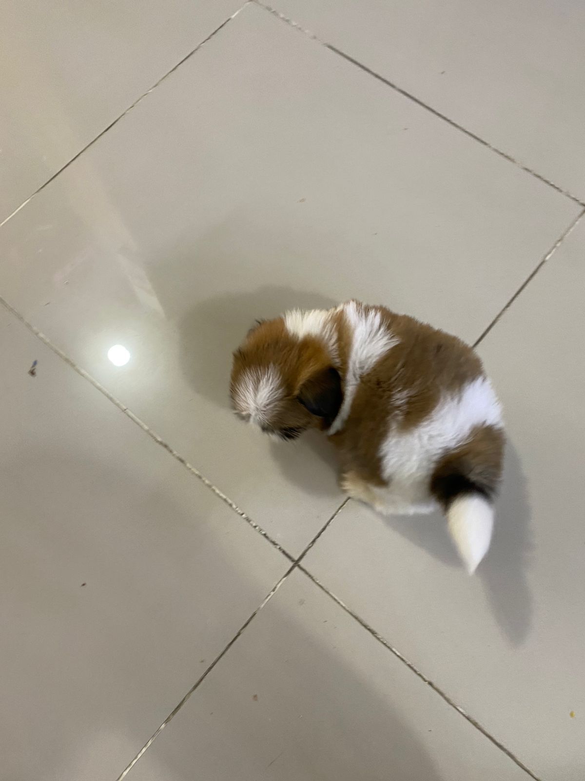 OFERTA CACHORRO SHIH TZU HEMBRA EN SANTO DOMINGO Y VACUNA AL DIA  Foto 7279474-1.jpg