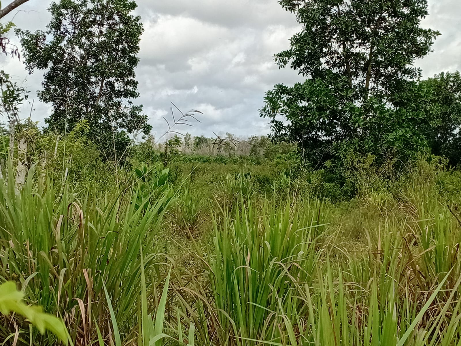 Finca de 80 tareas con vocación Agrícola y Ganadera en Monte Plata  Foto 7279568-2.jpg
