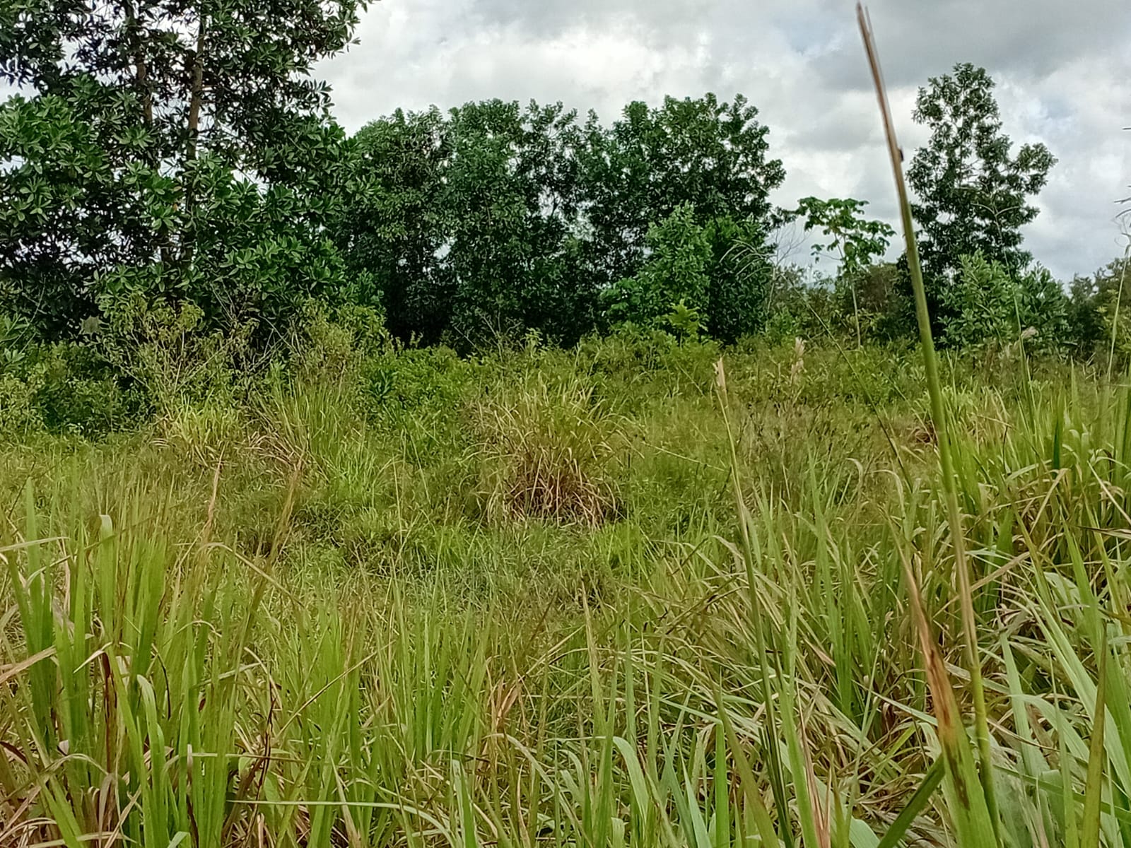 Finca de 80 tareas con vocación Agrícola y Ganadera en Monte Plata  Foto 7279568-3.jpg