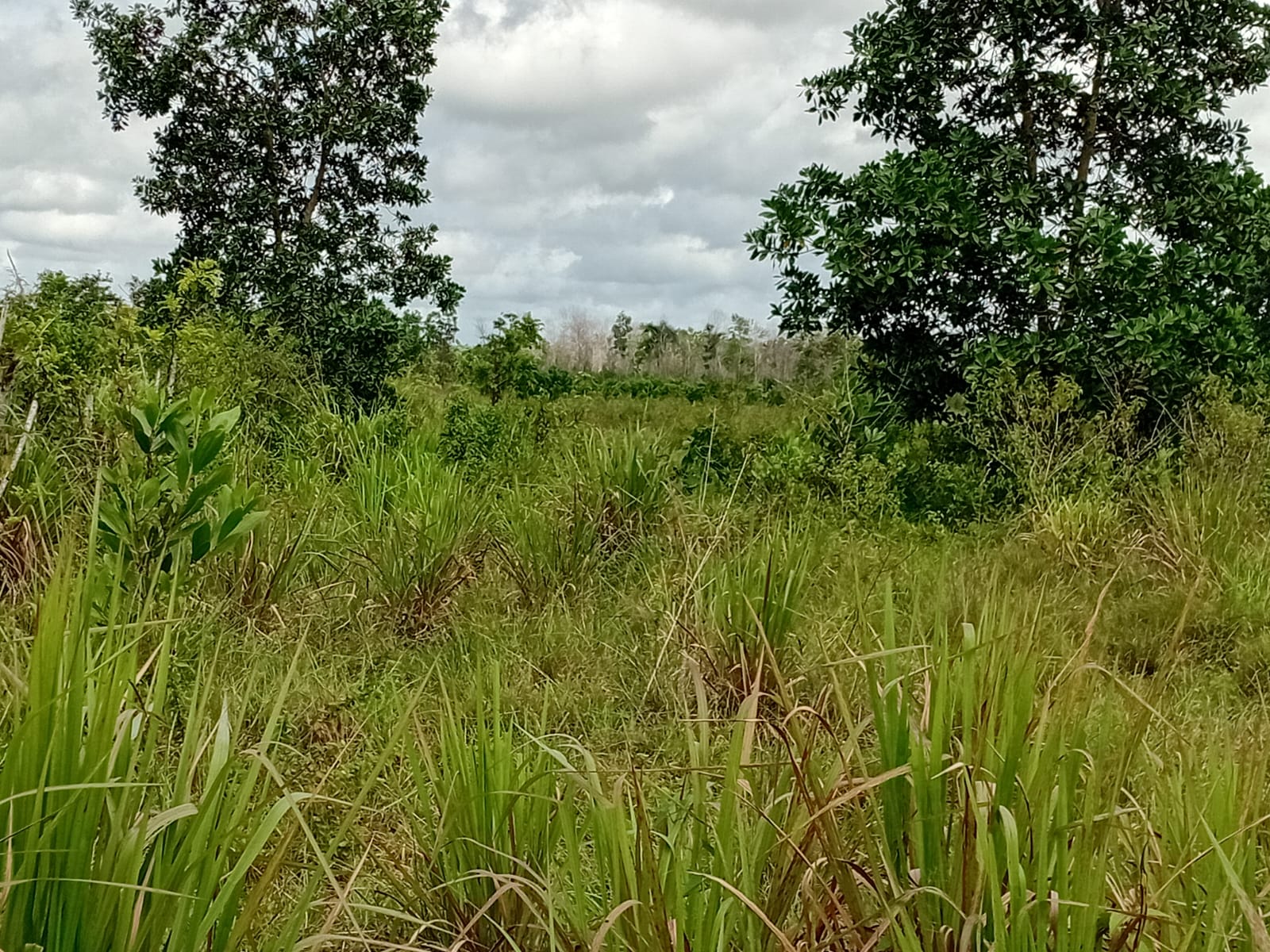 Finca de 80 tareas con vocación Agrícola y Ganadera en Monte Plata  Foto 7279568-4.jpg